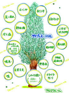 サイプレスの効能