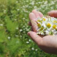 朝に収穫したカモミールを手にのせている様子
