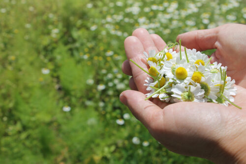 朝に収穫したカモミールを手にのせている様子