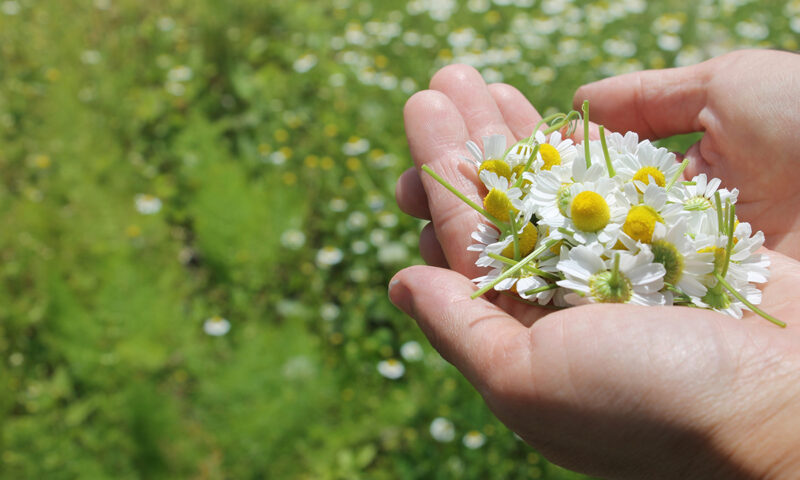 朝に収穫したカモミールを手にのせている様子